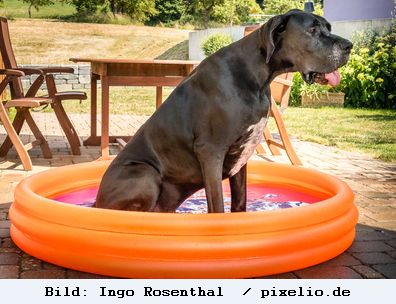 Die erste Hitzewelle des Jahres … und immer wieder das Gleiche