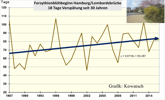 Seit 30 Jahren erfolgt laut DWD- Daten die Forsythienblüte in Hamburg immer später.