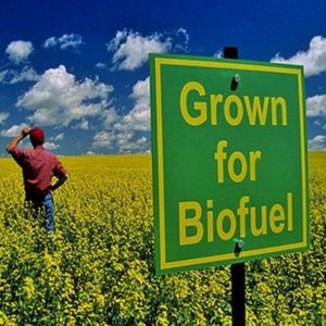 Ethanol: Nicht die Energiewende, die wir uns wünschen