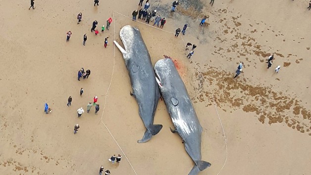 Töten Windturbinen Wale?