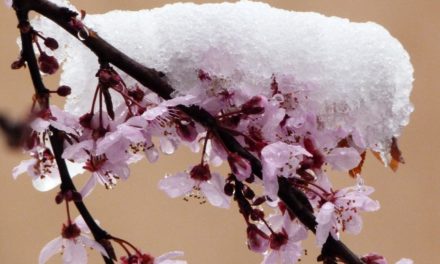 Gab es im Jahr 1998 einen Klimasprung natürlichen Ursprungs?