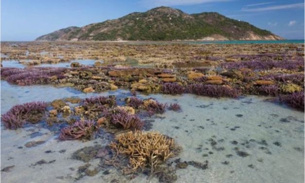 Sind fallende Meeres­pegel eine wesent­liche Ursache der Korallen­bleiche im „Korallen­dreieck“ mit dem Great Barrier Reef?
