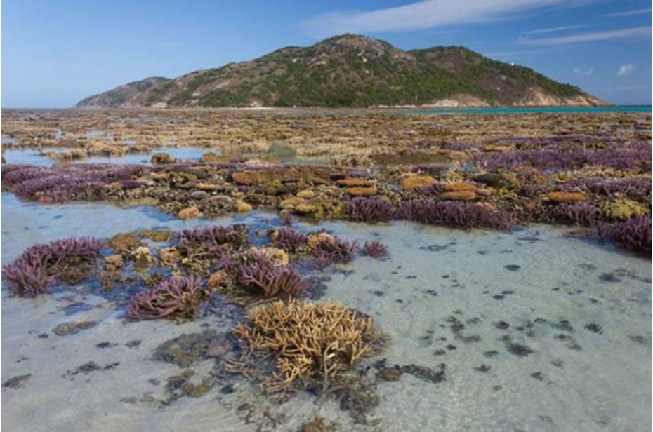 Sind fallende Meeres­pegel eine wesent­liche Ursache der Korallen­bleiche im „Korallen­dreieck“ mit dem Great Barrier Reef?