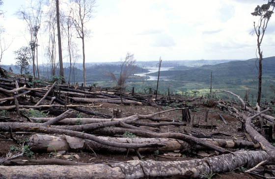 <em>Net Zero</em>-Bemühungen zerstören Wälder und Riffe