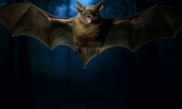 And Finally: Battering The Bats