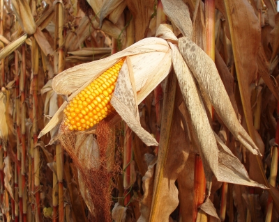 Bundesstaat Iowa kämpft dafür, den Biospritanteil weiterhin hoch zu halten