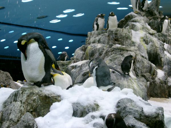 Doch keine Gefahr durch Klimaerwärmung? – Wissenschaftler fanden Superkolonie von Pinguinen in der Antarktis