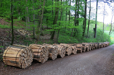 Grüner Schock: Ganze Wälder werden vernichtet, nur um Biomasse in Gestalt von Holz-Pellets herzu­stellen