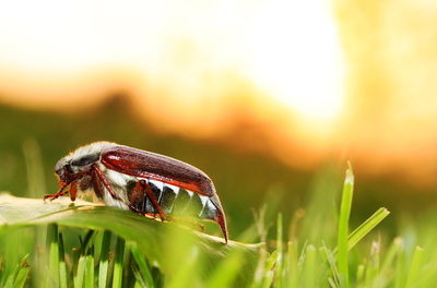 Wärmster Mai 2018 ? – Es kommt auf den Standort der Mess&shy;station an.