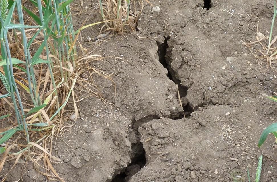 Die Angstmache vor noch einem Dürresommer – „DWD Orakel: bleibt die Trockenheit, wird es ein Dürresommer“