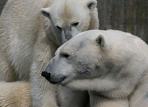 Die wahre Geschichte hinter dem berühmten verhungerten Eisbär-Video offenbart Manipulation