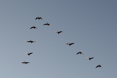 NATURSCHÜTZER LIEBEN SIE!  Windräder – Gigantische Vogelkiller verändern das Ökosystem
