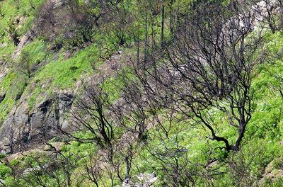 Weitere Hintergrund-Informationen zu den Waldbränden in Europa