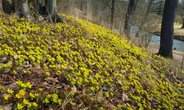 Zeitweise milder, sonniger Februar in Deutsch­land – ein ungewöhn­liches Ereignis?