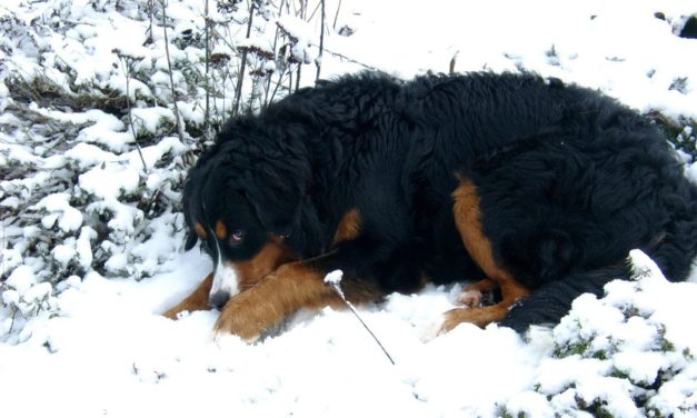 Winter-Nachlese: Die Deutschen Winter trotzen der Klima-Erwärmung. Wo bleibt die Wirkung von CO<sub>2</sub>?