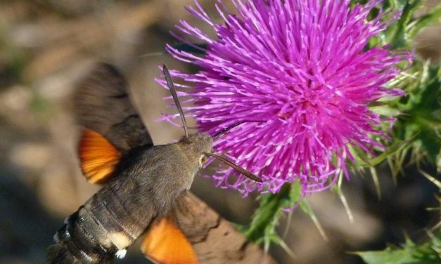 Insekten­sterben und Energiewende – einige Anmer­kungen