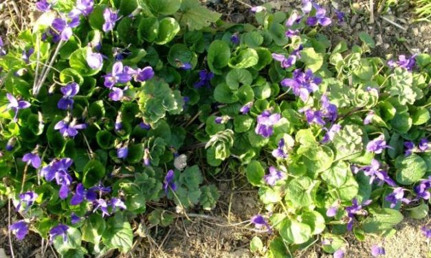 Märztempe&shy;raturen  in Deutschland