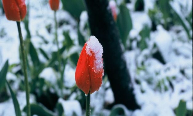 Kalte Eisheilige sind eine Folge des Klimawandels