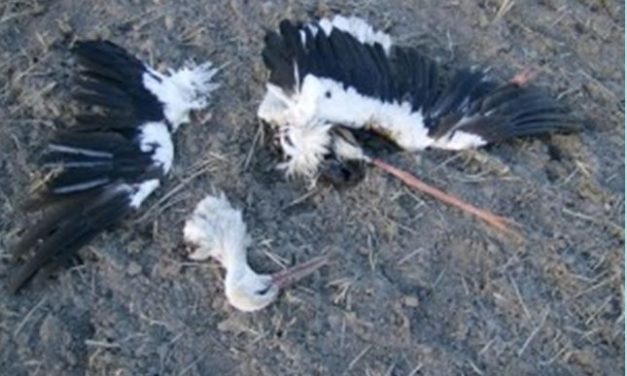 Deutschlands Krieg gegen die Biodiversität – Teil 1: Die Ausrottung von Vögeln im Namen des Klimaschutzes