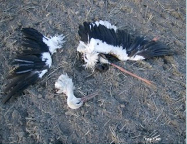 Deutschlands Krieg gegen die Biodiversität – Teil 1: Die Ausrottung von Vögeln im Namen des Klimaschutzes