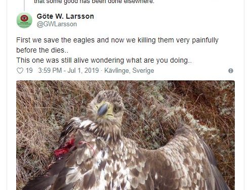 Spaniens Windindustrie schreddert ungestraft Tausende gefährdeter Vögel