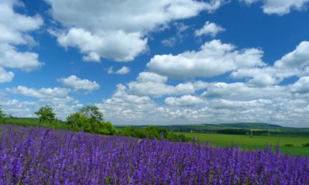 Besonder&shy;heiten der Sommer&shy;witterung 2019 – Zirkulations&shy;störungen ohne Ende?
