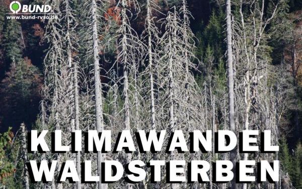 „Geisterwälder“ durch Meeresspiegelanstieg in Nordamerika?