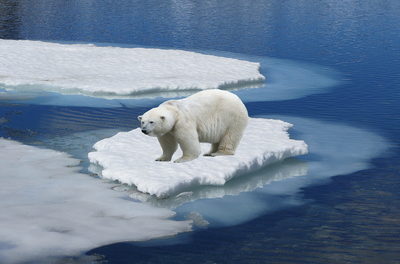 Die Eisbär-Saga: Was Wissenschaftler schon vor der Veröffentlichung von <em>Frozen Planet</em> wussten