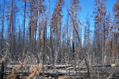 Wie schlechte Wissenschaft und Horror-Journalismus Buschbrände und Klima falsch darstellen