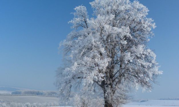 Winter 2019/20 – widersprüch­liche, meist milde Prognose­signale
