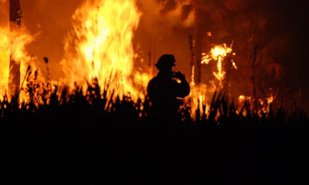 Buschbrände in Australien: Folgen grüner Politik
