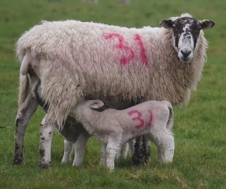 NUMERISCHE ANALPHABETEN