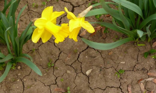 Viel zu trockener Frühling in Deutsch&shy;land – die meteorolo&shy;gischen Hinter&shy;gründe