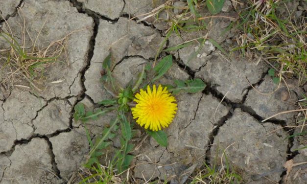 Erneute Frühjahrs&shy;dürre in Deutsch&shy;land – eine Ursachen&shy;forschung