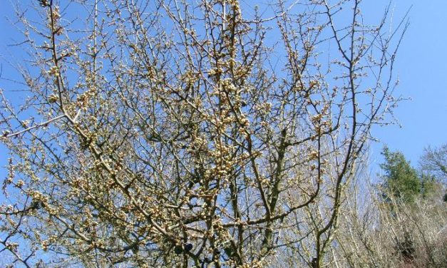 Märztempe­raturen in Deutsch­land