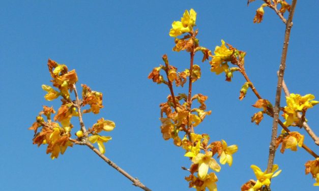 Markante Zirkulations­anomalien: 2018, 2019 – und nun auch 2020?