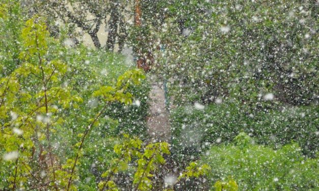 2020 zum wieder&shy;holten Mal sehr ungünstiger Frühling in Teilen Deutsch&shy;lands – häuft sich Extrem&shy;wetter? Teil 2