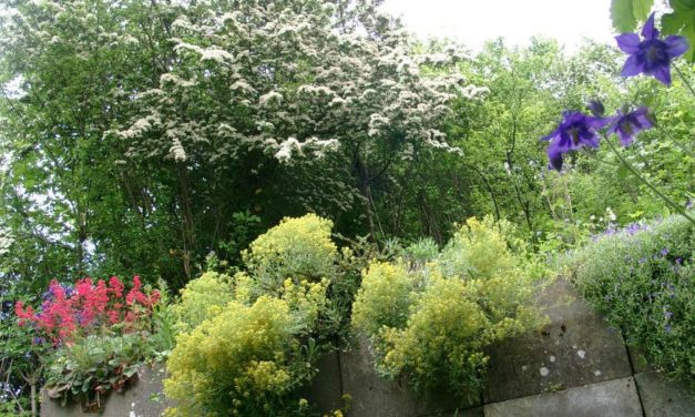 Der Mai will nicht wärmer werden. Wo bleibt die CO2-Treibhaus&shy;wirkung?