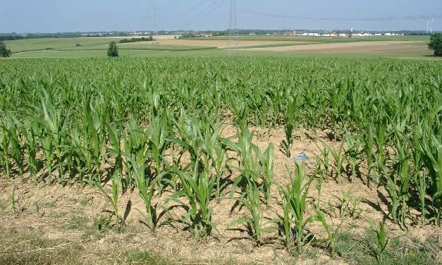 Die Julierwärmung der letzten 100 Jahre – hat das was mit der CO<sub>2</sub>-Zunahme zu tun?