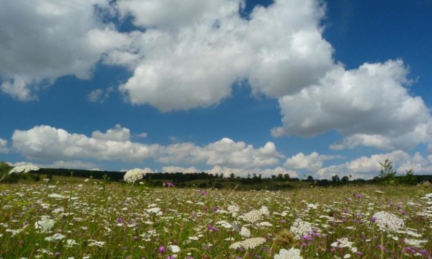Zwei sehr verschiedene Sommertage im Vergleich – was lehrt uns das?