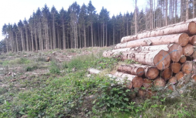 Umweltkatas­trophe: Entwaldung in Nordeuropa hat um 49% zuge­nommen, um „CO<sub>2</sub>-Ziele zu erreichen“