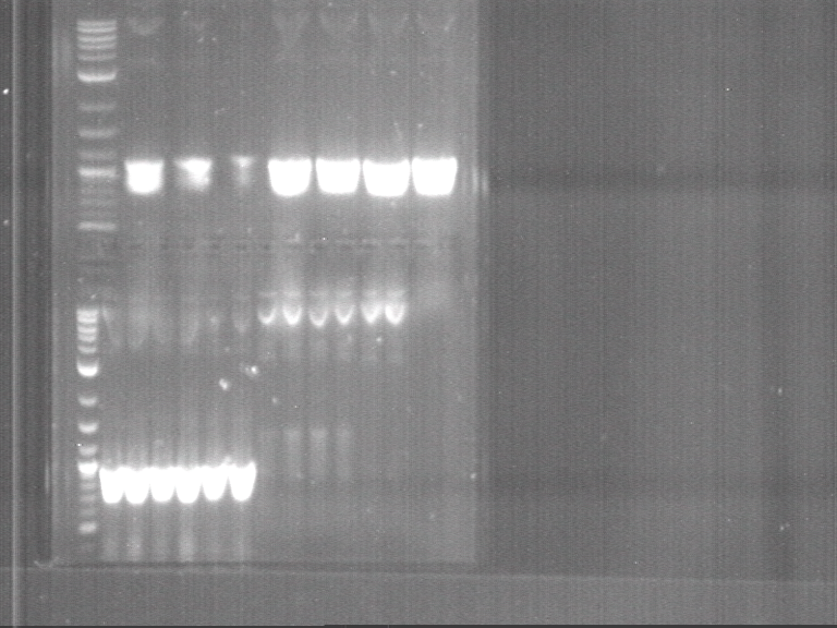 Die Täuschung mit den Corona-PCR-Tests