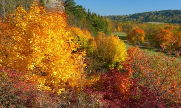 Oktober 2020 – Laut DWD zu nass, zu wenig Sonne, trotzdem zu warm.