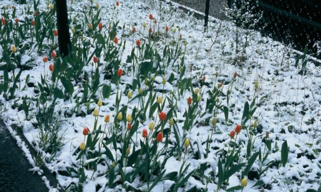 Roger Revelle – die Hintergrund&shy;geschichte des Vaters der atmosphä&shy;rischen CO<sub>2</sub>-Beobachtung