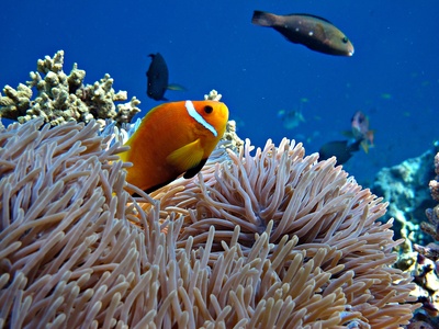Die Wissenschaft ist marode, nicht das <i>Great Barrier Reef</i>