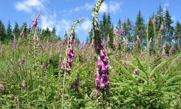 Kohlendioxid hält in Bayern einen Dauerschlaf
