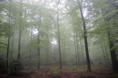 Gefährdeter Nebelwald, Wolken und Klimawandel