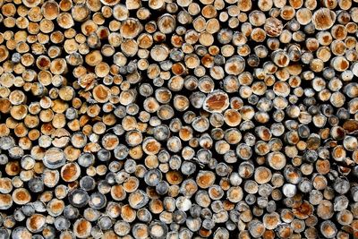 Bäume sind keine Klima-Lösung – Bill Gates will Holz lieber vergraben