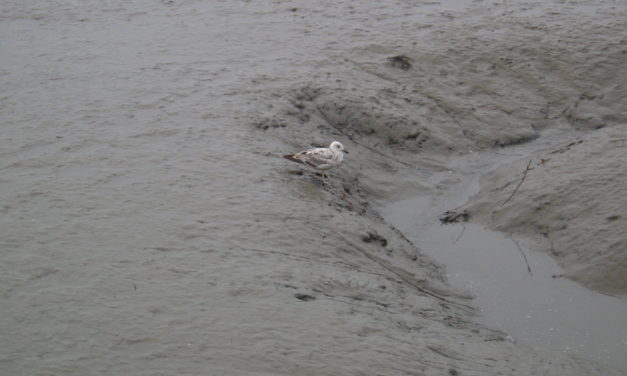 Steigt der Meeresspiegel immer schneller? (T2/2)