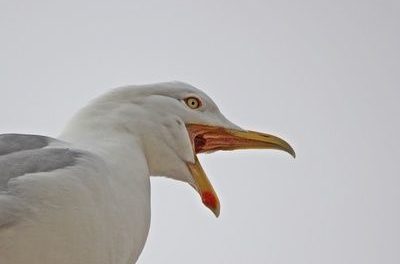 Wissenschaftler sagen NICHT „Klima-Notstand“